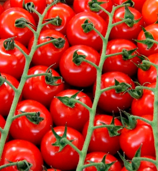Tomate STRILLO F1 Cont. 0,5 l