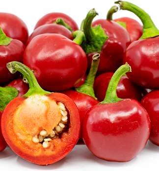 Chili-Paprika 'HOT SMALL CHERRY F1', Packung mit 6 Pflanzen