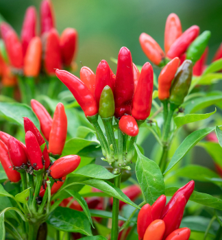 Chili-Paprika 'ETNA' Cont. 0,5 l