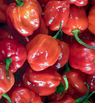 Chili-Paprika HABANERO RED Cont. 0,5 l