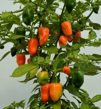 Chili-Paprika 'HABANERO ORANGE', Cont. 0,5 l