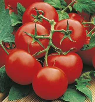 Tomate �HORUS F1� Cont. 0,5 l