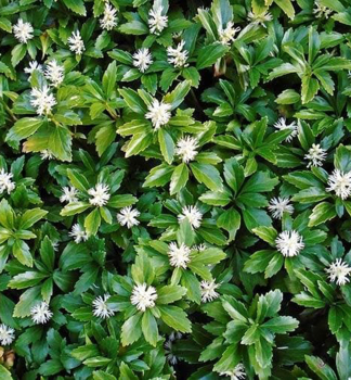 Dickm�nnchen �GREEN SHEEN Cont. 0,5 l