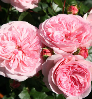Rose �MARIATHERESIA�� * Tantau, Cont. 2 l