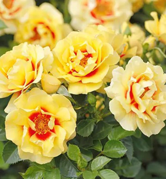 Rose ORIENTA AYLIN ***Tantau, Cont. 2 l