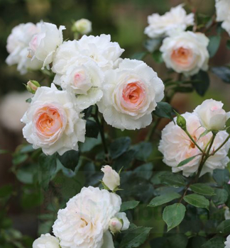 Rose STEPHANIE BARONIN ZU GUTTENBERG ** Tantau, Cont. 2 l