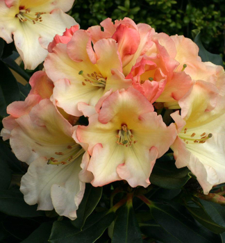 Rhododendron HORIZON MONARCH 20-30 cm, Cont. 1,3 l