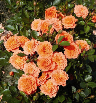 Zwergrose NINETTA Tantau, Cont. 2 l