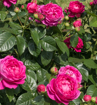 Edelrose ANUSCHKA **** Tantau, Cont. 2 l