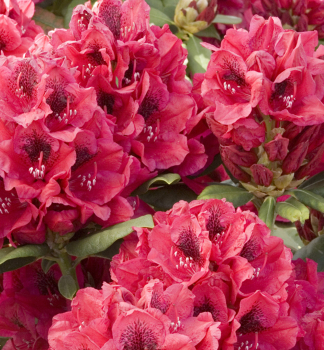 Rhododendron LORD ROBERTS 40-50 cm, Cont. 5 l