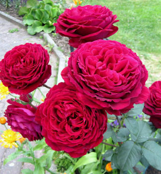Edelrose GOSPEL **** Tantau, Cont. 2 l