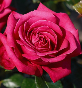 Edelrose HOT LADY **** Tantau, Cont. 2 l