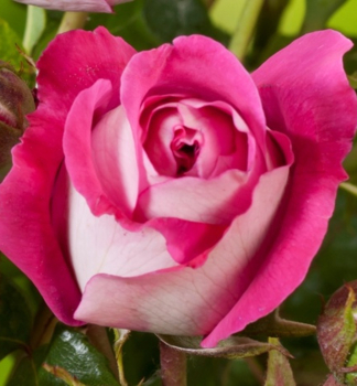 Edelrose �MAXIM�� **** Tantau ADR, kont. 2 l