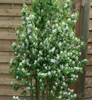 Erlenblttrige Felsenbirne 'OBELISK' (Amelanchier) 80-90 cm, Cont. 10 l