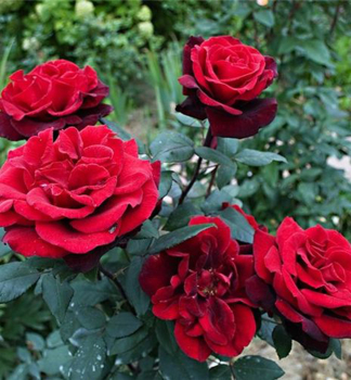 Gro�blumige Buschrose �BARKAROLE�� *** Tantau, 20-30 cm, Cont. 2 l