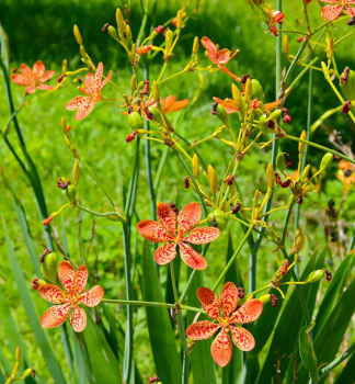 Leopardenblume, Cont. 0,5 l