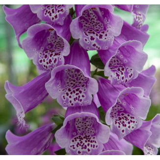 Fingerhut DOTTIE PURPLE, Cont. 0,5 l