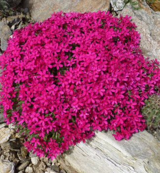 Flammenblume OCHSENBLUT Cont. 0,5 l