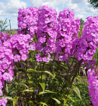 Flammenblume ALPHA Cont. 0,5 l