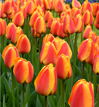 Tulpe APELDOORNS ELITE Packungsinhalt 5 St.