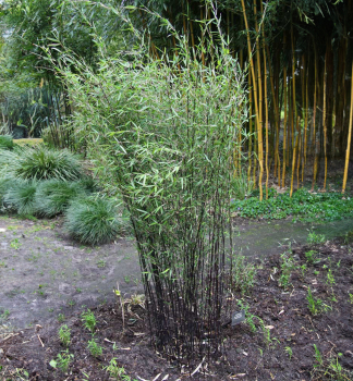Bambus/ Fargesia jiuzhaigou �DEEP PURPLE� 50-60 cm, Cont. 2,5 l
