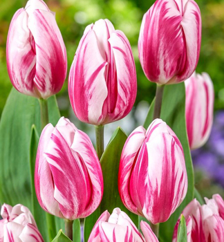 Tulpe �BOJANGLES� Packungsinhalt 5 St.
