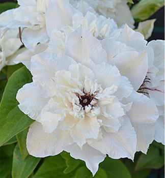Clematis FIRST LIGHT 40-50 cm, Cont. 1,6 l, Pflanze mit Rankhilfen