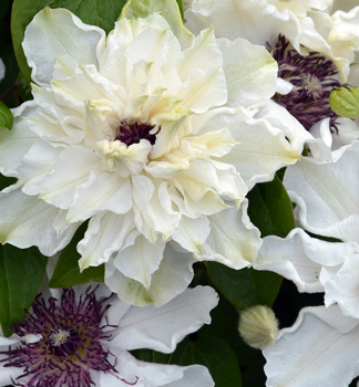 Clematis �FIRST LIGHT� 40-50 cm, Cont. 2 l