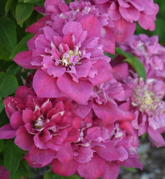 Clematis HOT KISSES 40-50 cm, Cont. 1,6 l, Pflanze mit Rankhilfen