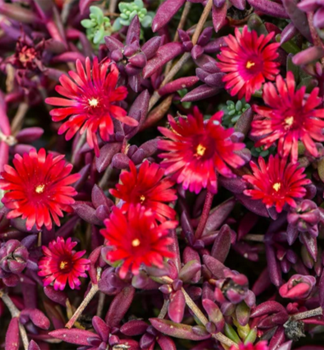 Mittagsblume DESERT DANCER RED Cont. 0,5 l