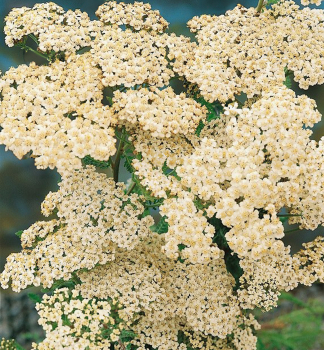 Obrzok (1)