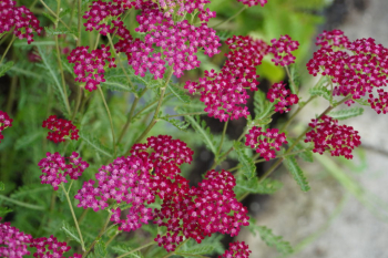 Obrzok (1)