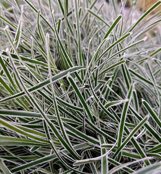 Ficinia FROSTY MORNING Cont. 0,5 l