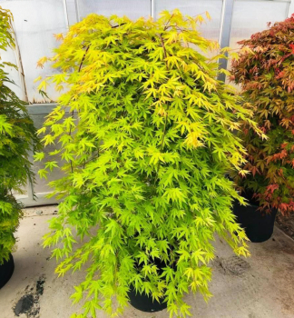 F�cherahorn �CASCADE CITRINE�� auf Stamm 70 cm, Cont. 3 l
