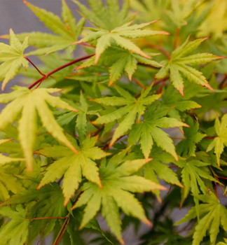 F�cherahorn �CASCADE CITRINE�� 50-60 cm, Cont. 3 l