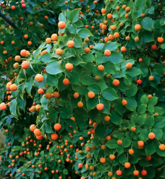 Asiatischer Blten-Hartriegel MANDARIN JEWEL 60-70 cm, Cont. 1 l