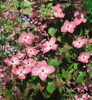 Asiatischer Blten-Hartriegel RADIANT ROSE 60-70 cm, Cont. 1 l