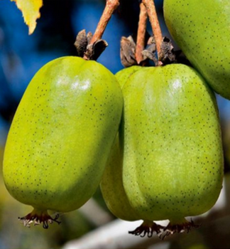 Mini-Kiwi JAPSAI, Cont. 1,6 l