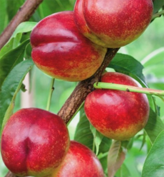 Nektarine MADEGO Unterlage Rakoniewiczka 80-100 cm, Cont. 2 l