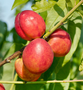 Nektarine MORSIANI Unterlage Rakoniewiczka 100-120 cm, Cont. 2 l