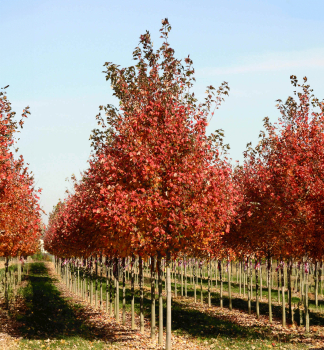 Rot Ahorn RED SUNSET 60-70 cm, kont. 4 l