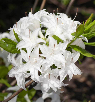 Groblumige Azalee 'SCHNEEKPFCHEN' 40-50 cm, Cont. 4 l