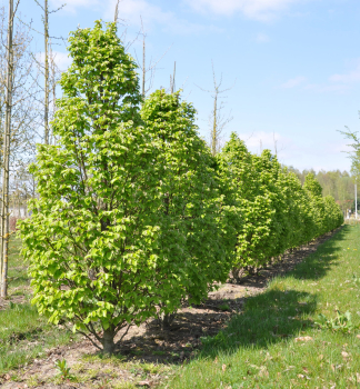 Hainbuche COLUMNARIS 20-30 cm , kont. 2 l