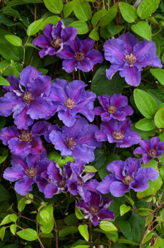 Clematis ASHVA 30-40 cm, kont. 1,6 l, Pflanze mit Rankhilfen
