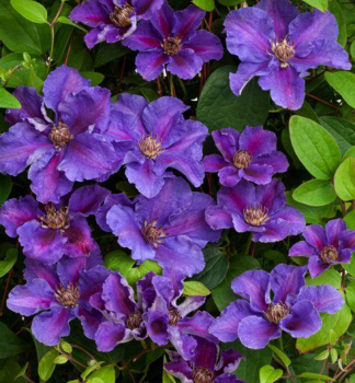 Clematis �ASHVA� 40-50 cm, Cont. 1,6 l, Pflanze mit Rankhilfen