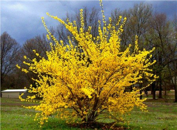 Goldglckchen SPRING GLORY 90-100 cm, Cont. 1 l