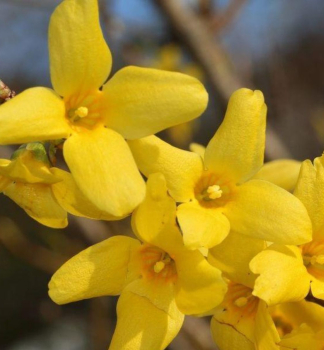 Goldglckchen SPRING GLORY 70-80 cm, Cont. 1 l