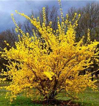 Goldgl�ckchen �SPRING GLORY� 90-100 cm, Cont. 1 l