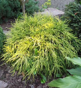 Sawara-Scheinzypresse FILIFERA AUREA NANA 30-40 cm, Cont. 2 l