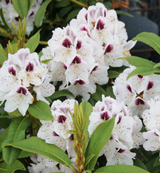 Rhododendron SAPPHO 40-50 cm, Cont. 5 l